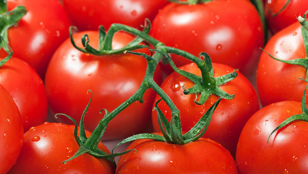 Tomater i lösvikt